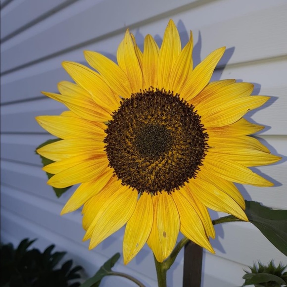 Meet your Posher, E - Picture 2 of 2